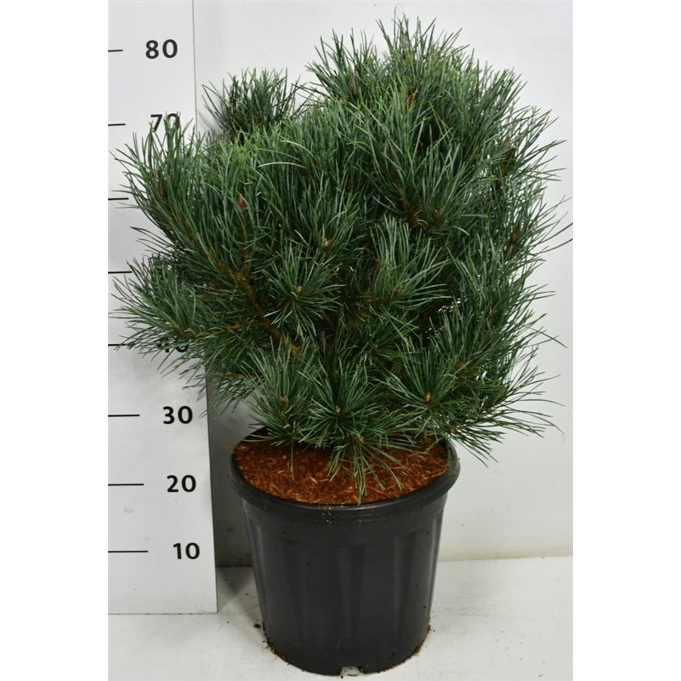 Tall – Pinus sylvestris 'Watereri' - C13 50-60 cm.